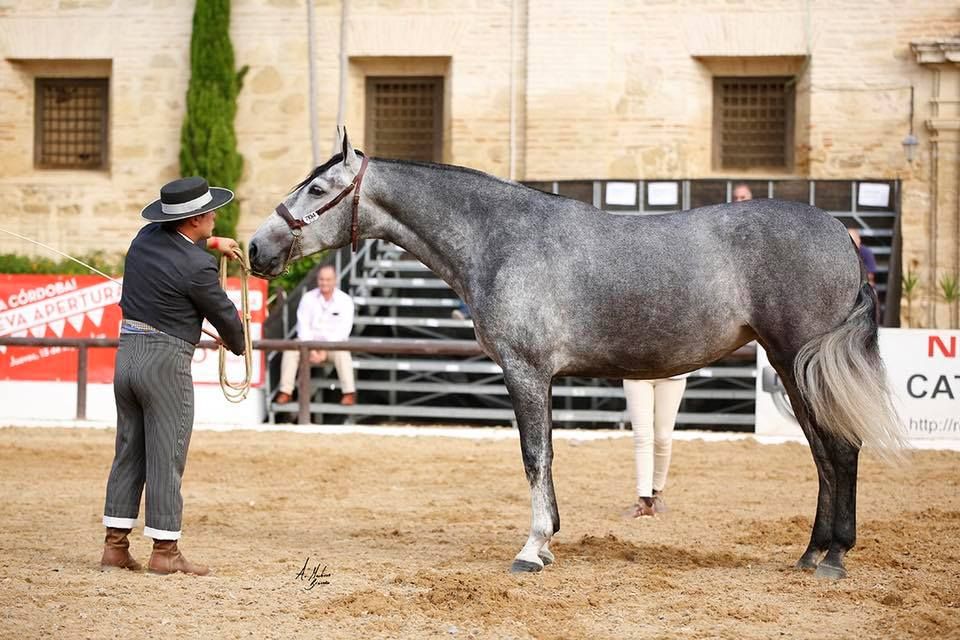 ROMERA JB-CABALCOR2018